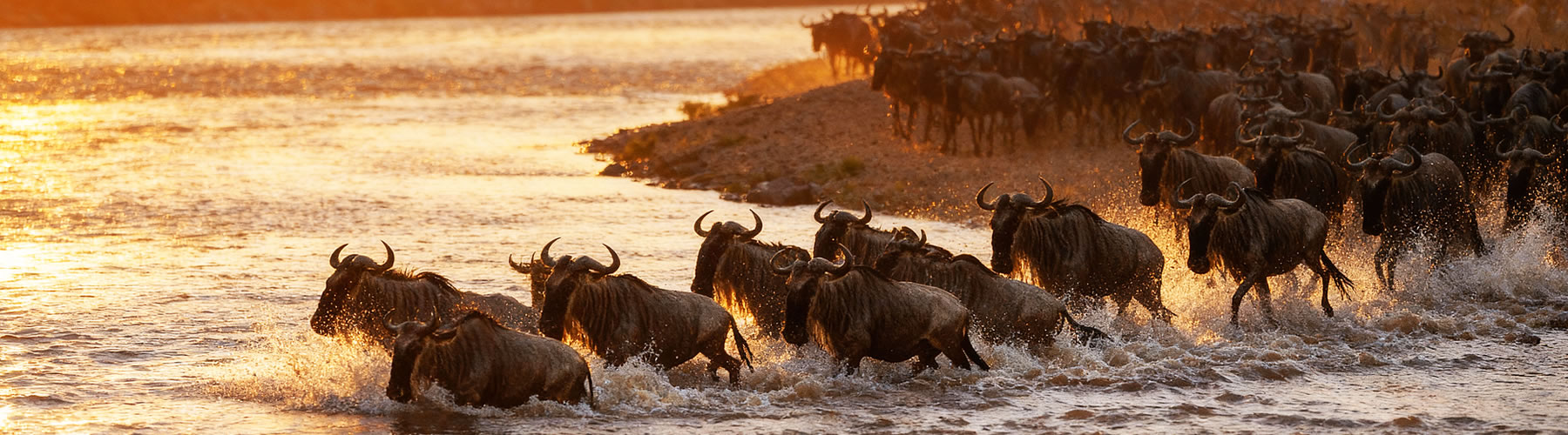 Great Migration wildebeest river crossing Masai Mara Kenya